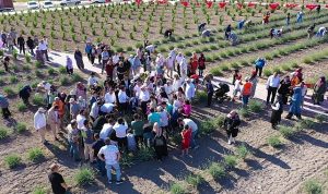 Keçiören’deki Lavanta ve Gül Bahçesi’nde Hasat Zamanı