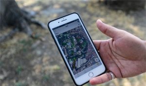 Kültürpark’ın palmiyeleri güvende