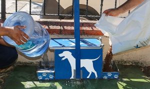 Yazın Sıcak Günlerinde Küçükçekmece Belediyesi’nden Sokak Hayvanlarına Can Suyu Çağrısı