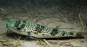 Ege Üniversitesinden istilacı türlere karşı yapay zeka destekli uluslararası bilimsel iş birliği