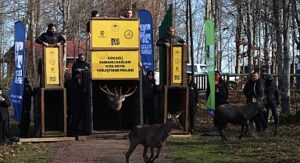 8 kızıl geyik daha Kuzuyayla’da doğaya salındı