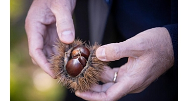 Başkan Tugay Beydağ’da kestane üreticileri ile bir araya geldi