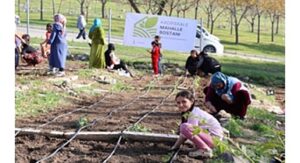 Mahalle bostanlarında kış dikimleri başladı