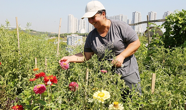 İstanbul’un ortasında organik tarım 