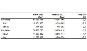 Büyükbaş hayvan sayısı 2023 yılı Haziran ayında 16 milyon 688 bin baş oldu