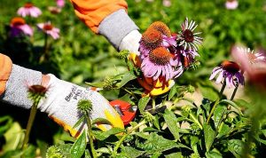 Seferihisar’da ‘Ekinezya’ Hasadı Heyecanı