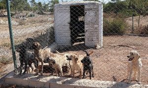 Egeli ihracatçılardan barınak hayvanlarına mama yardımı