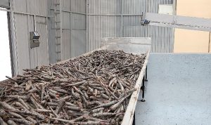 Ereğli’de Mor Havuç Hasadına Başlayan Doğanay’ın Hedefi Şalgam ile Türkiye’de Hanelerin Tamamına Ulaşmak