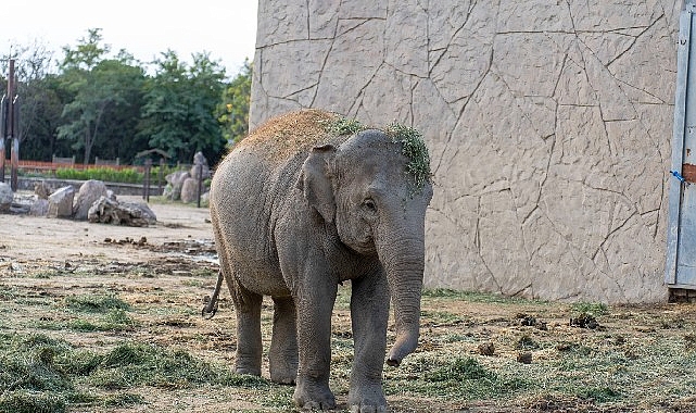 Doğal Yaşam Parkı’nın fili Deniz Gaziantep’e gidiyor
