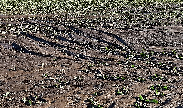 TEMA Vakfı: Toprağı korumak hepimizin görevi, Türkiye Çöl Olmasın!