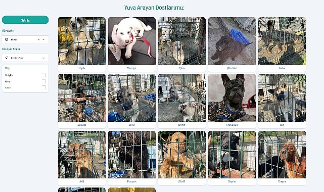 Beylikdüzü Belediyesi, toplumda öncülük etmek ve farkındalık oluşturmak için ilçe sınırları içinde yaşayan sahipsiz sokak hayvanlarını sahiplendirmek için çalışmaları online ortama taşıdı