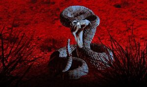 ‘Bir Şey Beni Isırdı: Zehirli Karşılaşmalar Özel’ 30 Mart Cumartesi Günü 20.00’de National Geographic WILD Ekranlarında!