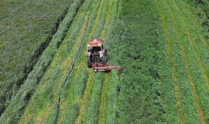 Konya Büyükşehir’in Macar Fiği Tohumu Desteği ile Ekilen Tarlalarda Hasat Yapıldı Başkan Altay: “Çiftçimize Verdiğimiz Desteklerle Millî Ekonomiye Katma Değer Sağlıyoruz”