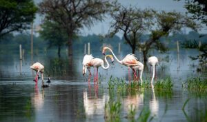 TEMA Vakfı: Biyolojik çeşitliliğin korunması için “Planın Parçası Olun” ve geleceği şekillendirin!