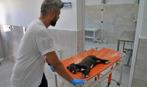 Sokak hayvanları bu hastanede şifa buluyor