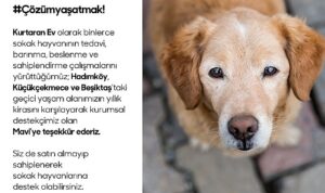 Sokak hayvanları için Kurtaran Ev ve Mavi İş birliği