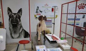 Uludağ Üniversitesi Klinik Beceri Laboratuvarı Açıldı