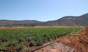 Beğiş’te tarım arıtma suyuyla yeşerdi