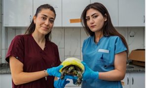 İzmir’de yangından kurtarılan kaplumbağanın tedavisi sürüyor