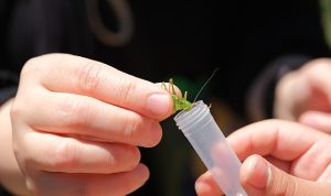 Kuzuyayla’da biyoçeşitlilik haritası çıkarıldı