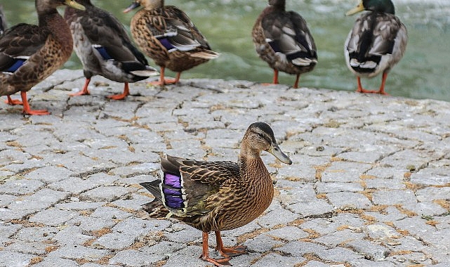 Yaralı Yavru Ördek Kuğulu Park Ailesine Katıldı