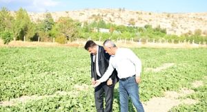 Meşhur Kazan Kavunu Sofralara Geri Dönüyor