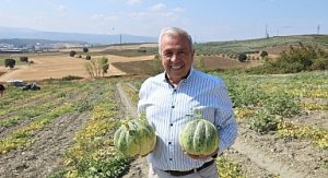 Nilüfer Konaklı’daki kavun üretimi iki kat arttı