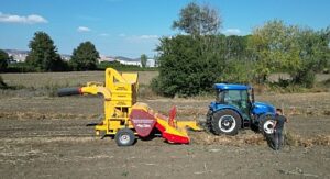 İnegöl’ün Cerrah Kuru Fasulyesinde Hasat Zamanı