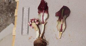 “Karaman yılanpancarı” bilim dünyasına tanıtıldı