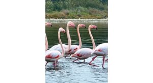 İzmit Körfezi’nde pembe flamingoların dansı