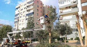 Buca’da budama seferberliği