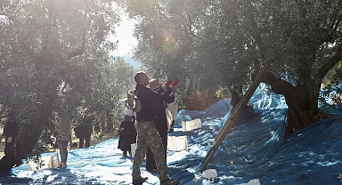 Mudanya’da Zeytin Hasadı sezonu başladı