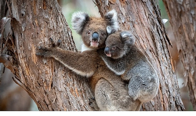 ‘Güneyin Minik Yavruları’, 31 Ekim Cumartesi Saat 20.00’de National Geographic WILD Ekranlarında İki bölüm Art Arda İzleyicilerle Buluşuyor!